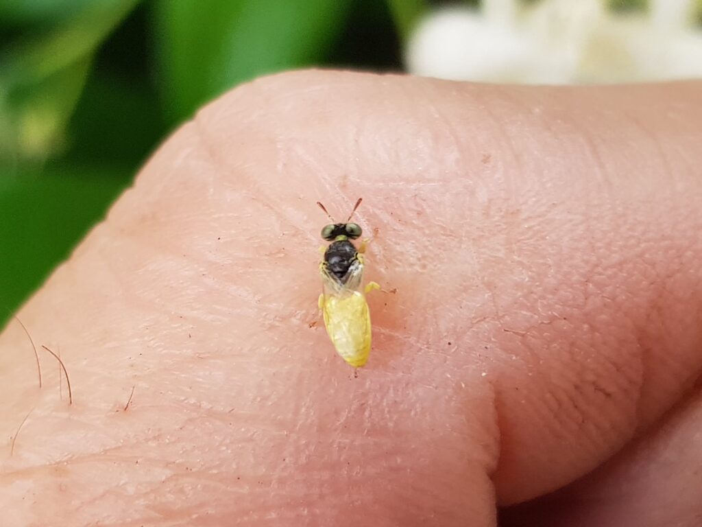 Xanthesma vittata, Alice Springs NT