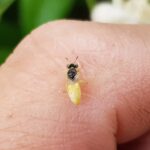 Xanthesma vittata, Alice Springs NT