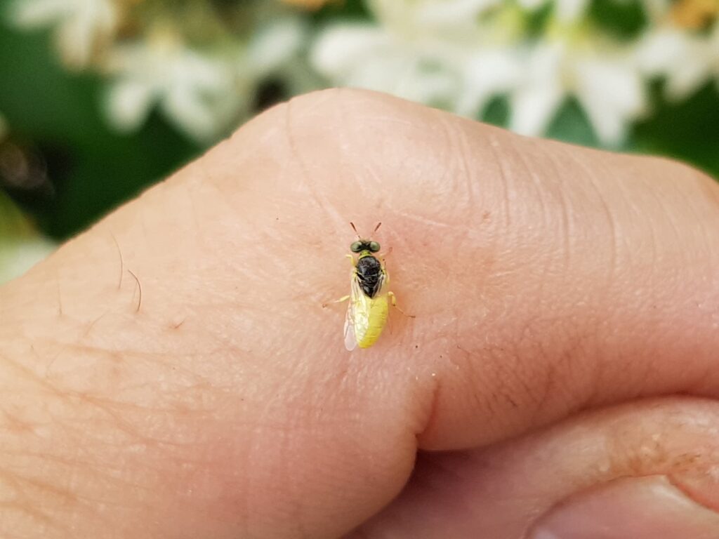 Xanthesma vittata, Alice Springs NT