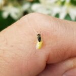 Xanthesma vittata, Alice Springs NT