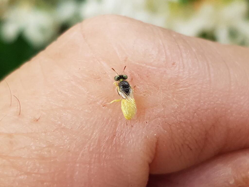 Xanthesma vittata, Alice Springs NT