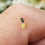 Xanthesma vittata, Alice Springs NT