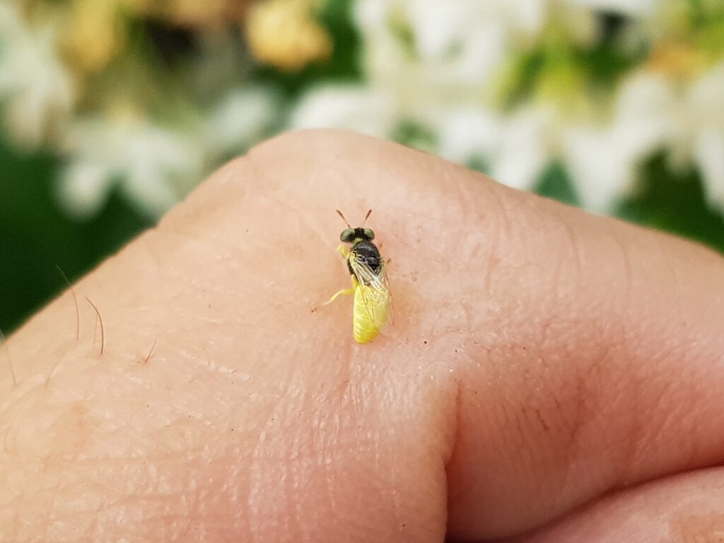 Xanthesma vittata, Alice Springs NT