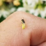 Xanthesma vittata, Alice Springs NT