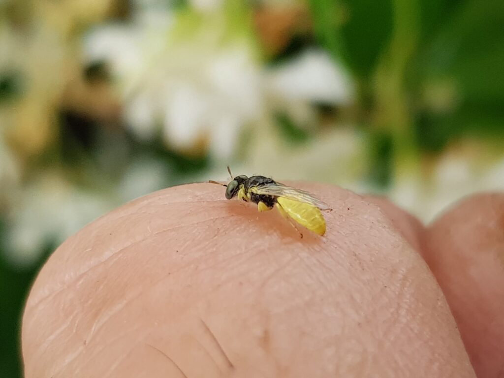 Xanthesma vittata, Alice Springs NT