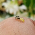 Xanthesma vittata, Alice Springs NT
