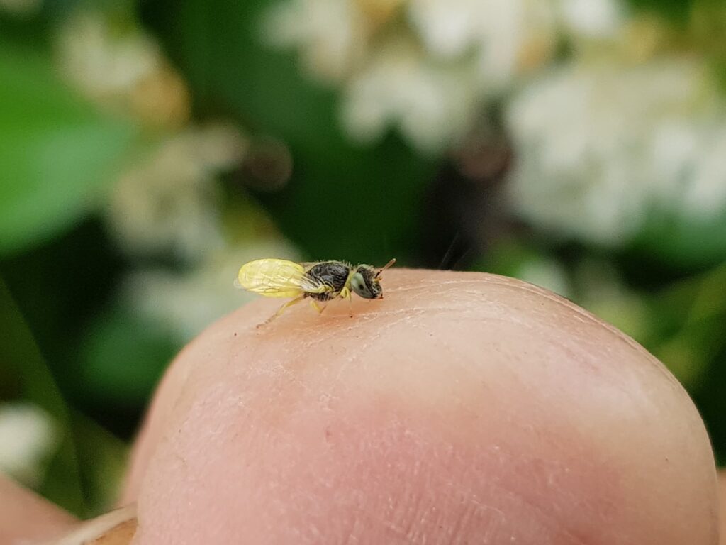 Xanthesma vittata, Alice Springs NT