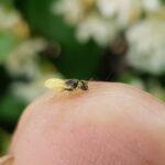 Xanthesma vittata, Alice Springs NT