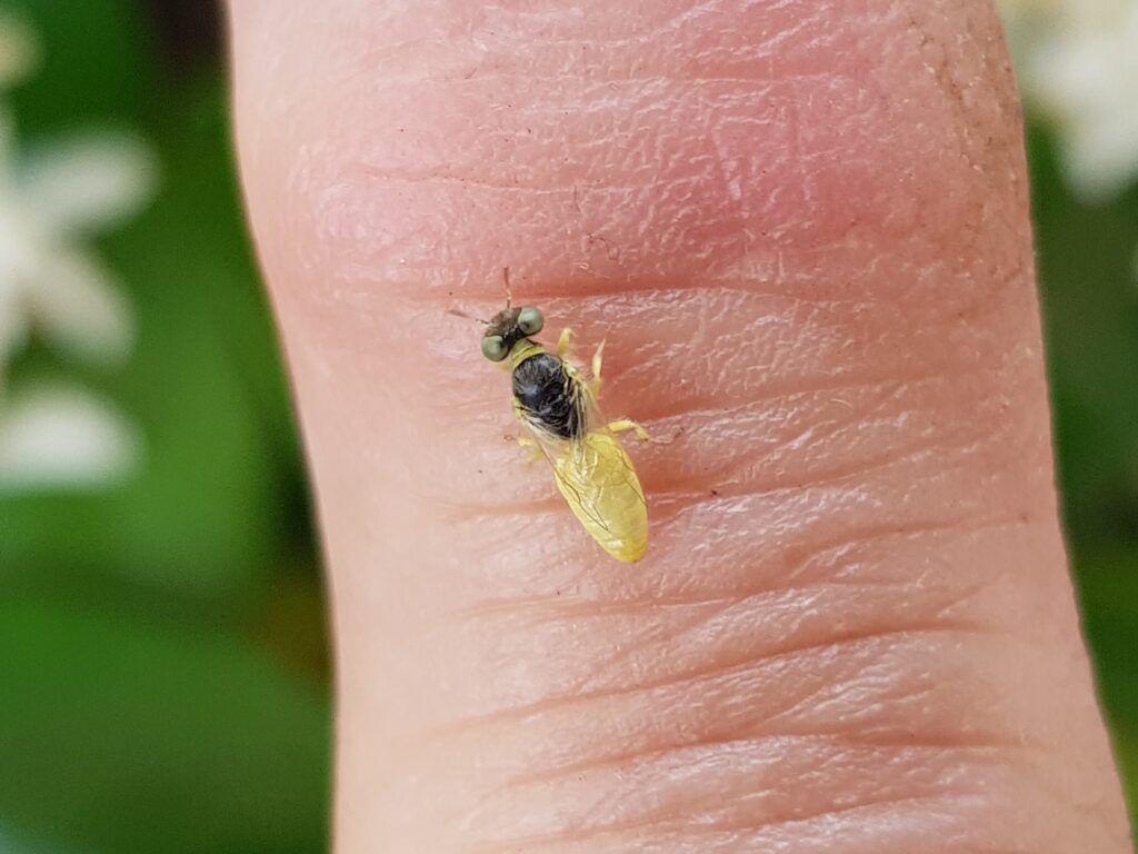 Xanthesma vittata, Alice Springs NT