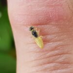 Xanthesma vittata, Alice Springs NT