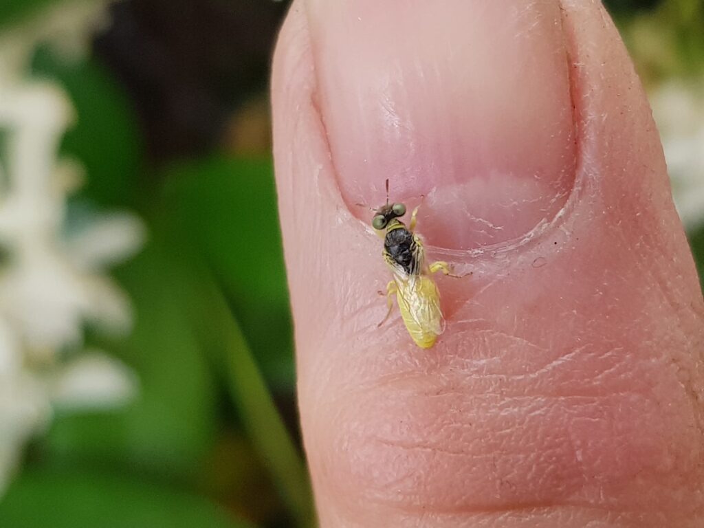 Xanthesma vittata, Alice Springs NT