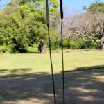 Grass Tree (Xanthorrhoea media), The Royal Botanic Garden Sydney NSW