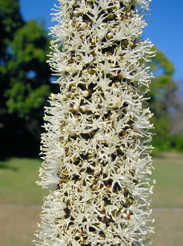 Grass Tree (Xanthorrhoea media), The Royal Botanic Garden Sydney NSW