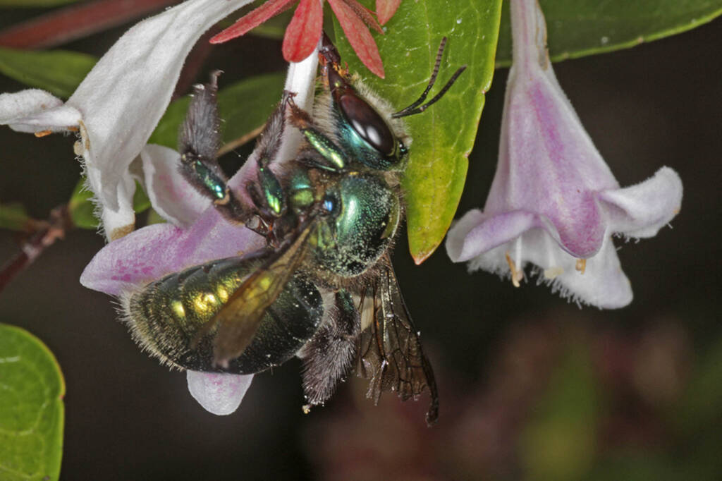 Xylocopa (Lestis) aeratus stealing nectar by piercing corolla. Pollination ineffective © Marc Newman