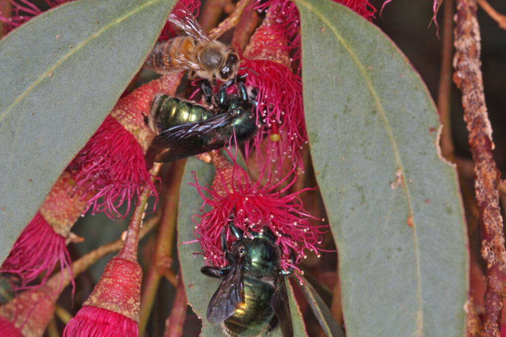 Xylocopa (Lestis) aeratus competition for the nectar on Eucalyptus leucoxylon © Marc Newman