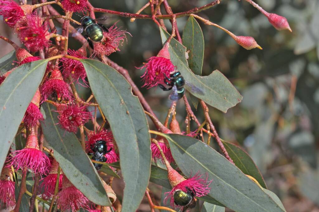 Xylocopa (Lestis) aeratus bees feeding on the nectar of Eucalyptus leucoxylon © Marc Newman