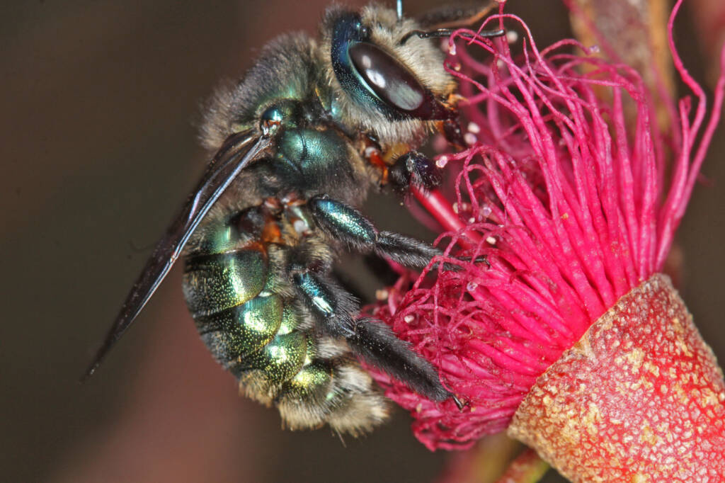 Xylocopa (Lestis) aeratus on Eucalptus leucoxylon, Ballandean, QLD © Marc Newman