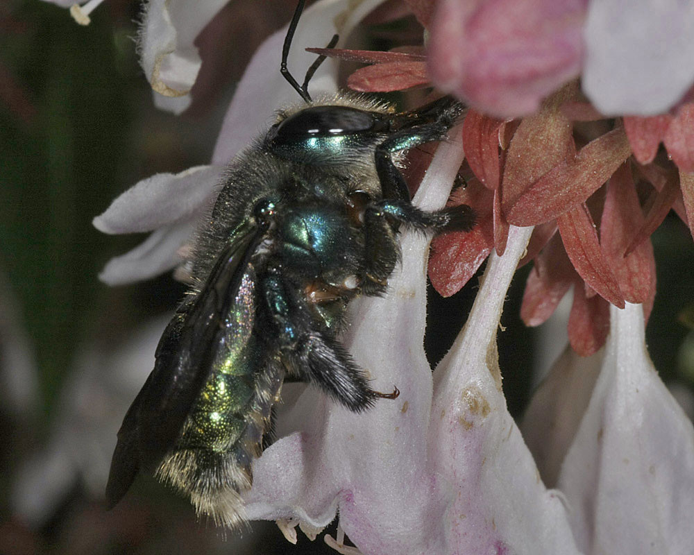 Xylocopa (Lestis) aeratus female on Lemon Verbena. She is accessing nectar by piercing the corolla © Marc Newman