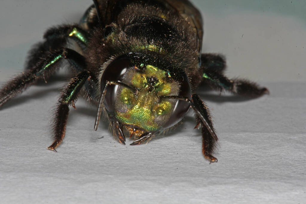 Miserable cold weather for Mrs Carpenter - Bee Xylocopa (Lestis) aeratus © Marc Newman