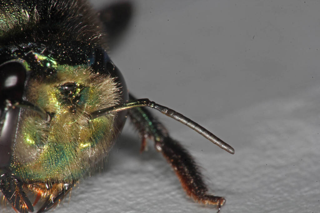 Miserable cold weather for Mrs Carpenter - Bee Xylocopa (Lestis) aeratus © Marc Newman