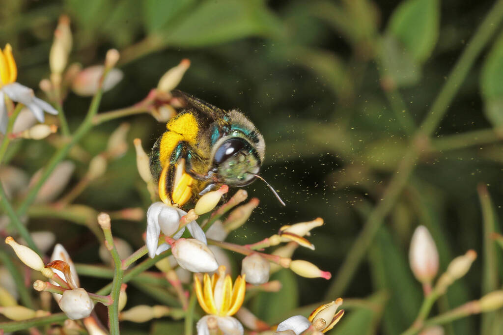 Buzz pollinating Xylocopa (Lestis) aeratus on Nandina © Marc Newman