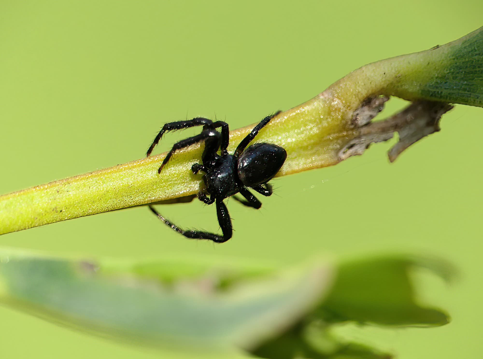 Social Tharpyna (Xysticus bimaculatus), Brisbane QLD © Stefan Jones