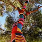 Yarn Bomb Eucalypt 2012, Alice Springs NT