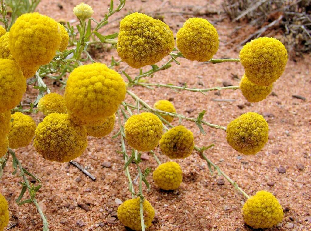 Yellow Billybutton (Calocephalus platycephalus), Ilparpa Claypans, Alice Springs NT
