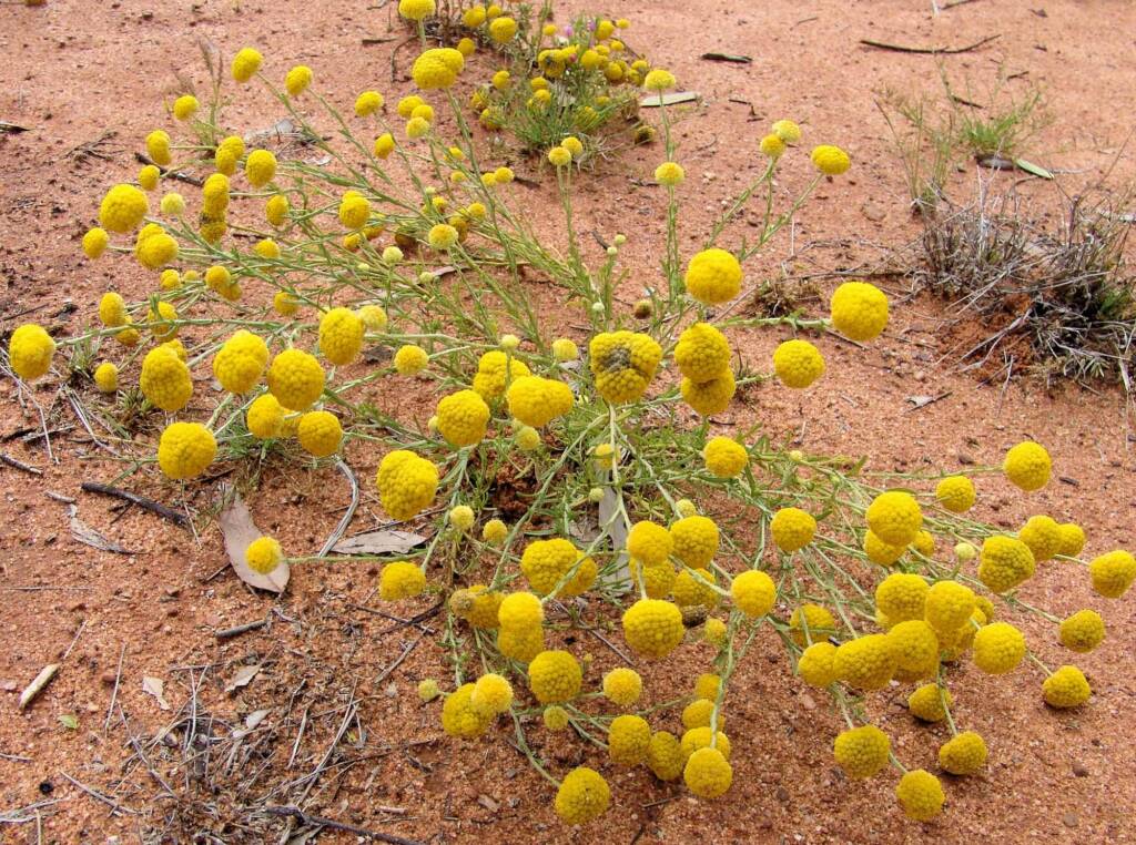 Yellow Billybutton (Calocephalus platycephalus), Ilparpa Claypans, Alice Springs NT