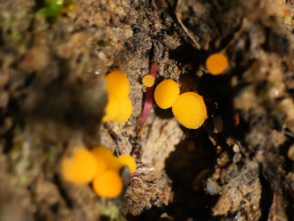 Yellow Earth Buttons (Phaeohelotium baileyanum), Belair SA © Marianne Broug