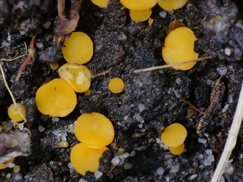 Yellow Earth Buttons (Phaeohelotium baileyanum), Crafers - Bridgewater SA © Marianne Broug