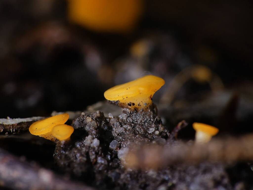 Yellow Earth Buttons (Phaeohelotium baileyanum), Belair SA © Marianne Broug