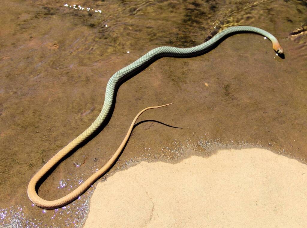 Yellow-faced Whip Snake (Demansia psammophis cuprieceps), Finke Gorge National Park
