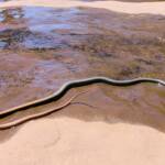 Yellow-faced Whip Snake (Demansia psammophis cuprieceps), Finke Gorge National Park