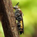 Yellow Hairy Flower Wasp (Radumeris radula), Alice Springs NT © Dorothy Latimer