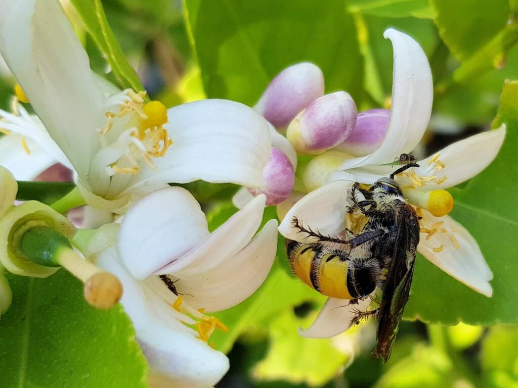Yellow Hairy Flower Wasp (Radumeris radula) with black ants on lemon blossoms, Alice Springs NT