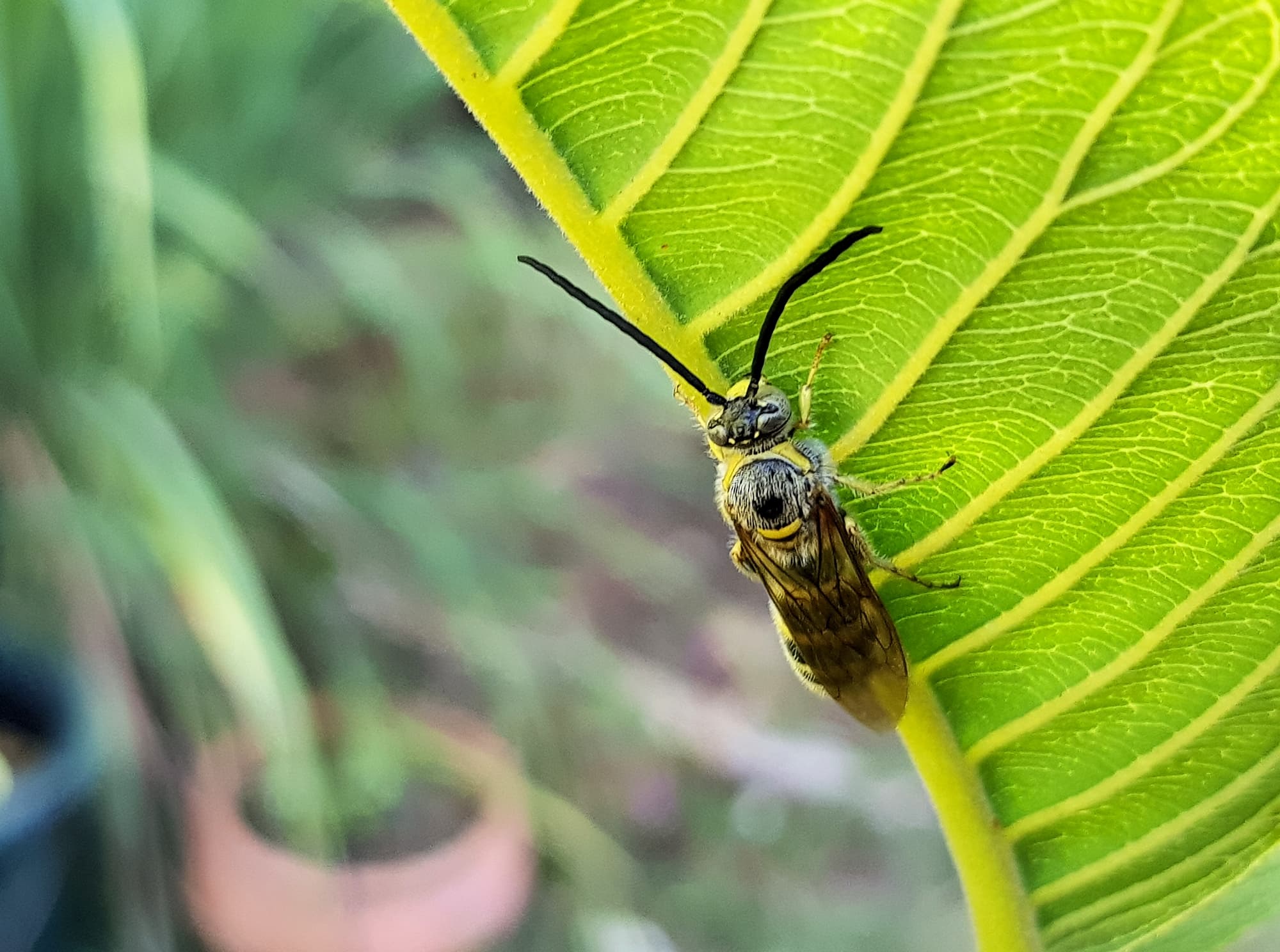 Yellow Hairy Flower Wasp (Radumeris tasmaniensis)