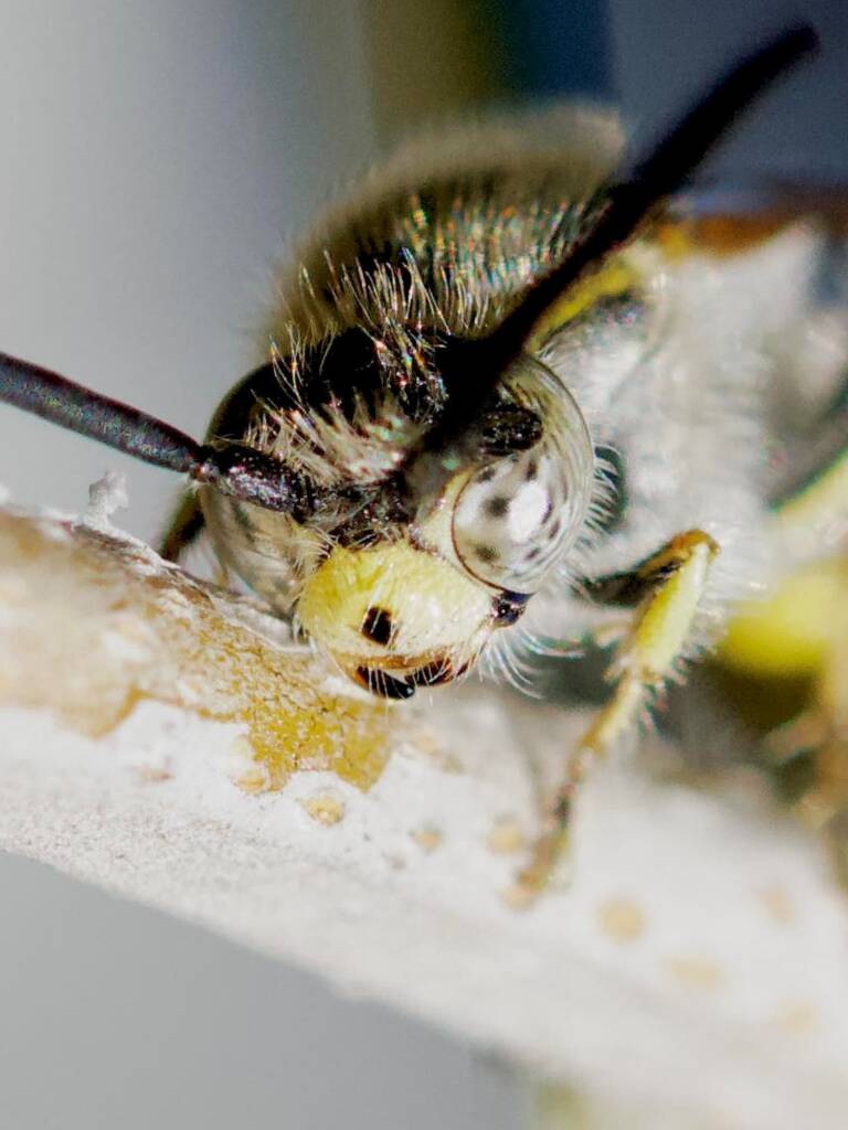 Male Yellow Hairy Flower Wasp (Radumeris tasmaniensis), Southwest QLD © Dianne Bickers