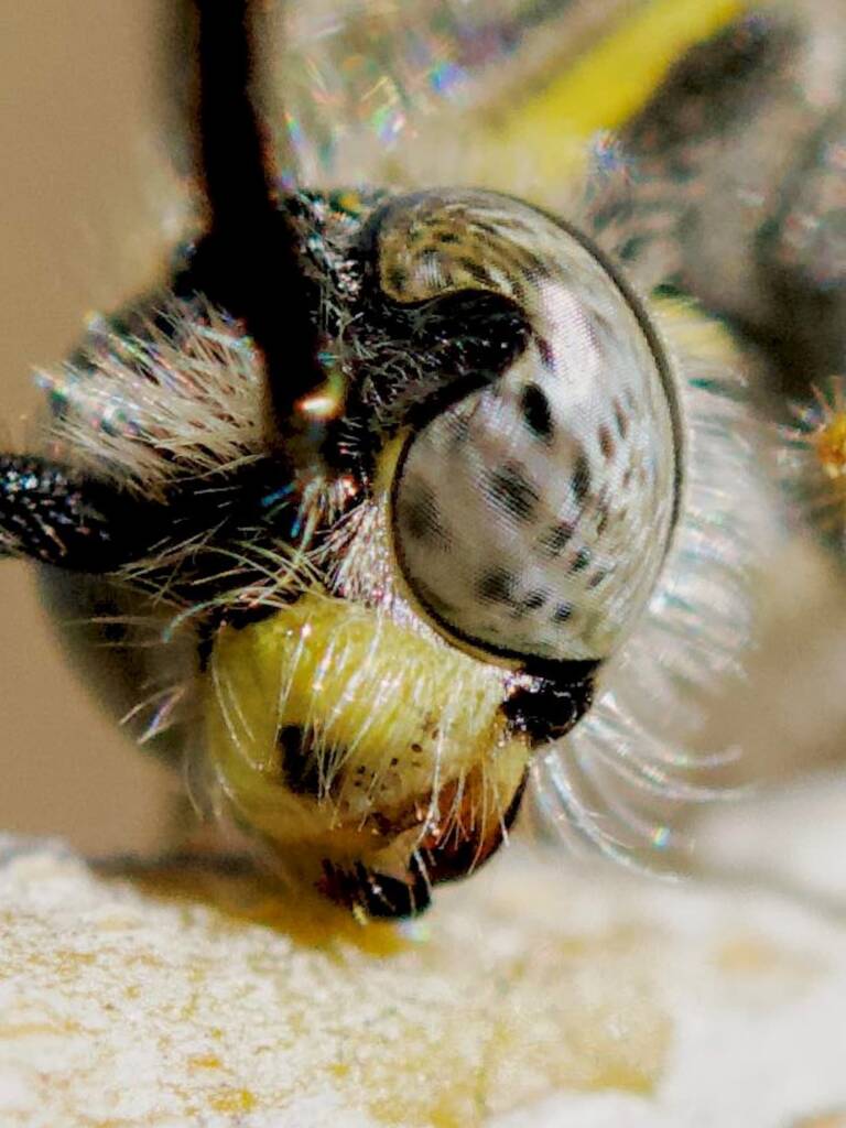 Male Yellow Hairy Flower Wasp (Radumeris tasmaniensis), Southwest QLD © Dianne Bickers
