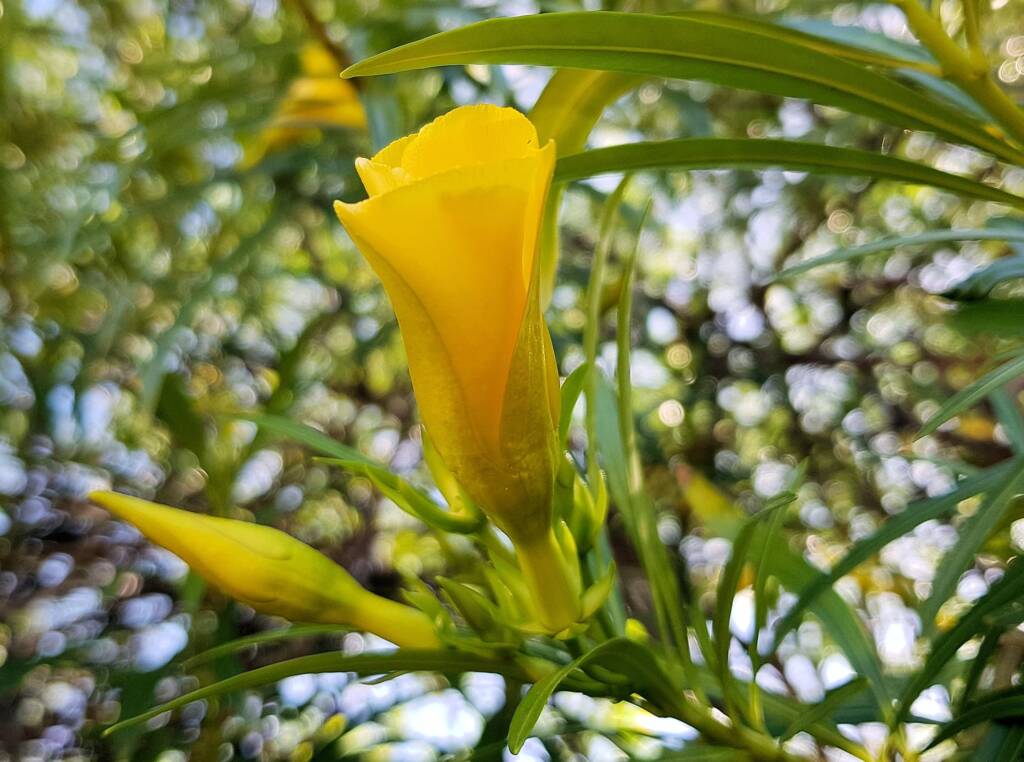 Yellow Oleander (Cascabela thevetia), Alice Springs NT