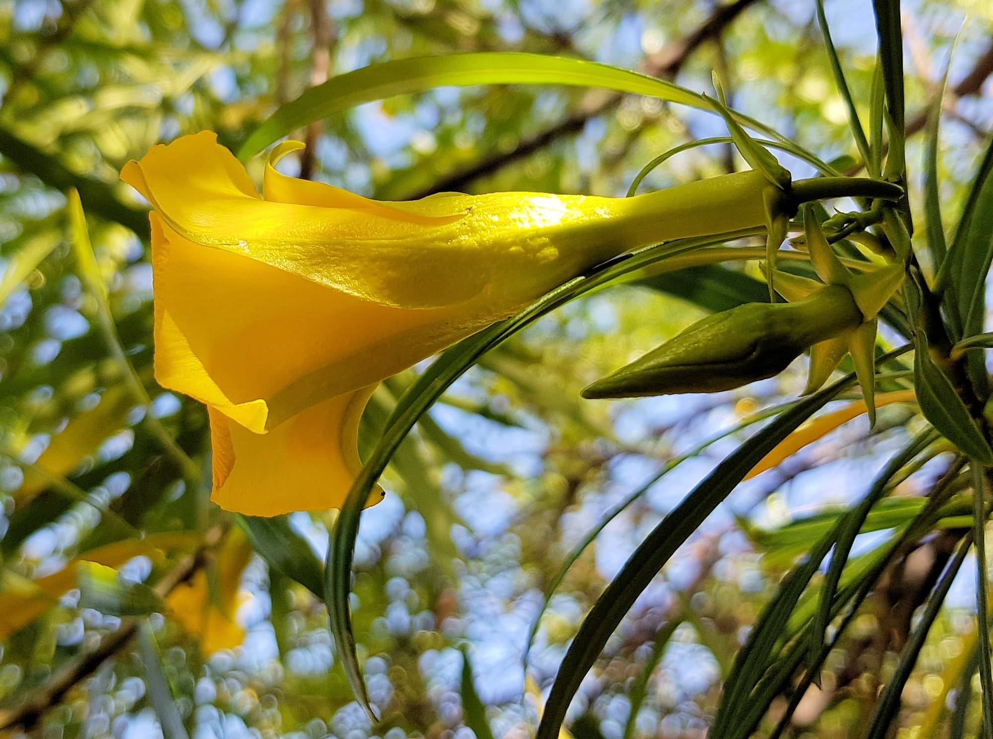 Yellow Oleander Ausemade