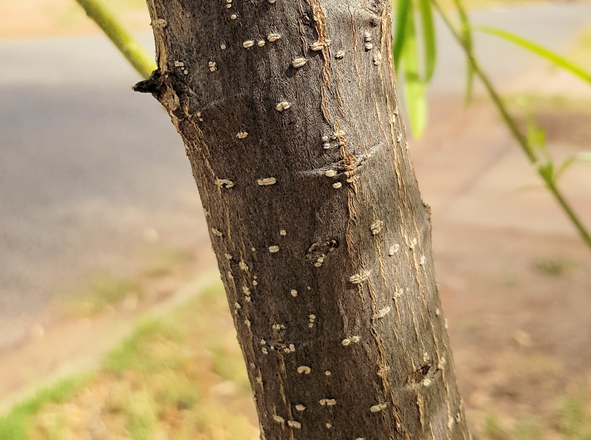 Yellow Oleander – Ausemade
