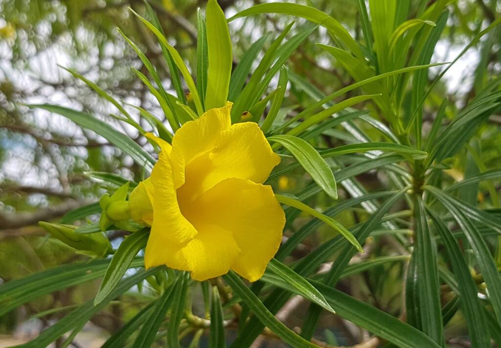 Yellow Oleander (Cascabela thevetia), Alice Springs NT