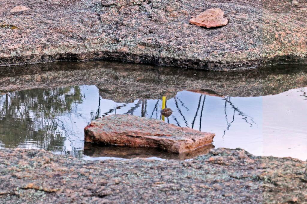 Yellow measurement marker in gnamma, Granite Belt QLD © Marc Newman