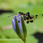 Yellow-striped Flutterer Dragonfly (Rhyothemis phyllis), Ransome/Brisbane QLD @ Ellen West