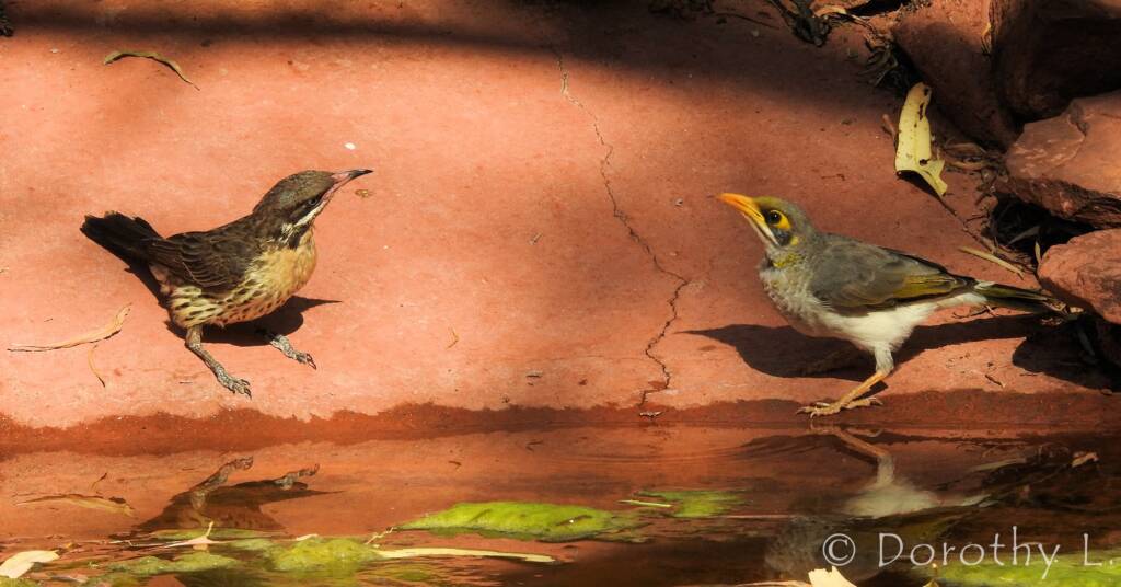 Spiny-cheeked Honeyeater and Yellow-throated Miner