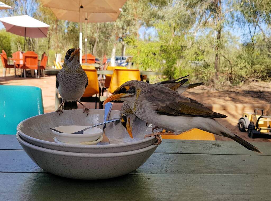Yellow-throated Miner (Manorina flavigula), Alice Springs NT