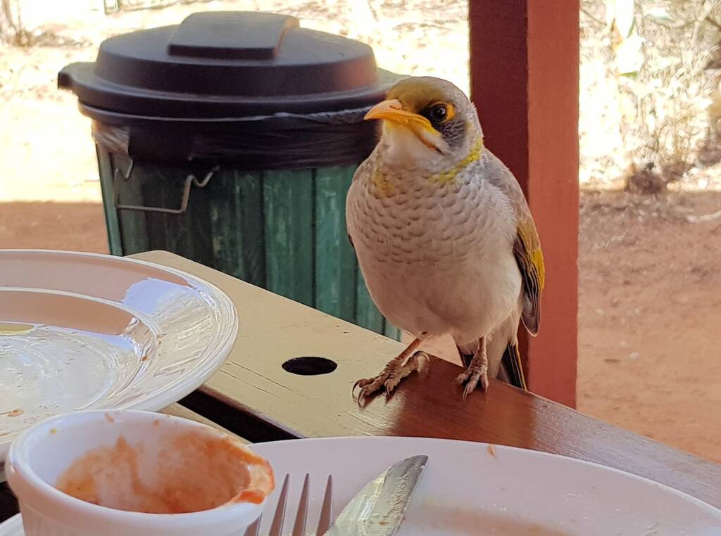 Yellow-throated Miner (Manorina flavigula), Alice Springs NT