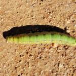 Yeperenye Caterpillar (Hyles livornicoides)