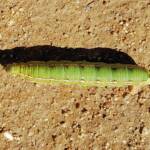Yeperenye Caterpillar (Hyles livornicoides)